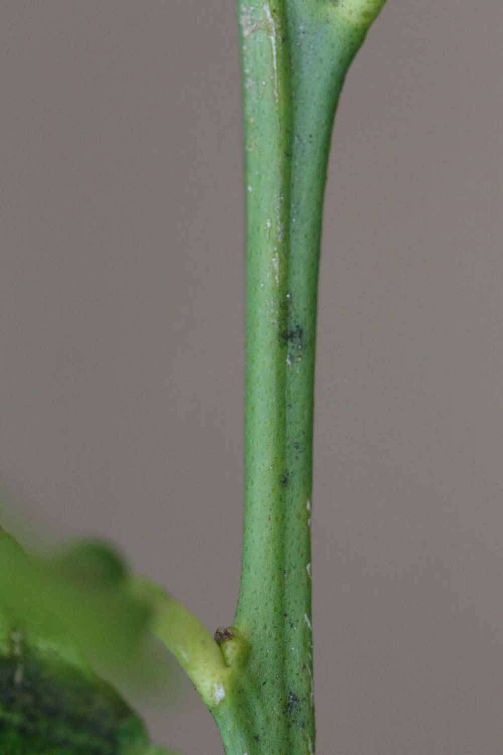              First year twig (Riverside, CA)       